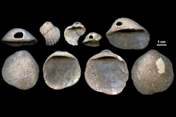 Parure préhistorique, coquillages percés colorés, 115000 ans Espagne Parure préhistorique, coquillages percés colorés, 115000 ans Espagne