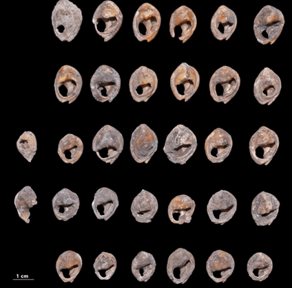 Parure préhistorique coquillages percés colorés 150000 ans Maroc